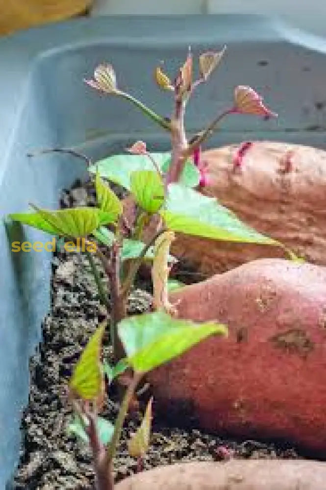 Sweet Potato Vegetable Seeds Planting Redish Brown