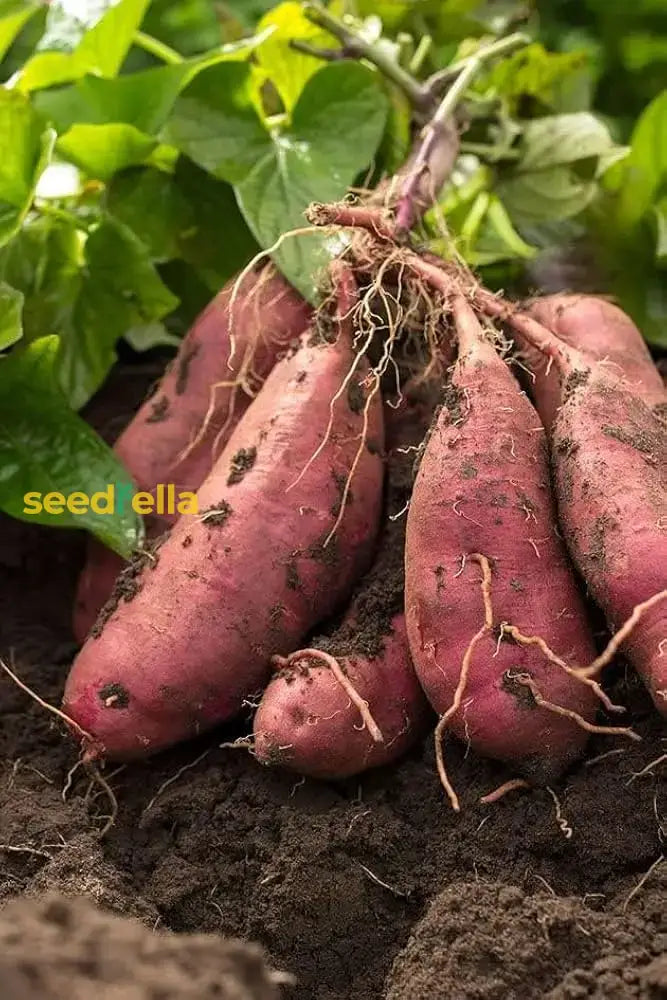 Sweet Potato Vegetable Seeds - Violet Variety For Planting Seeds