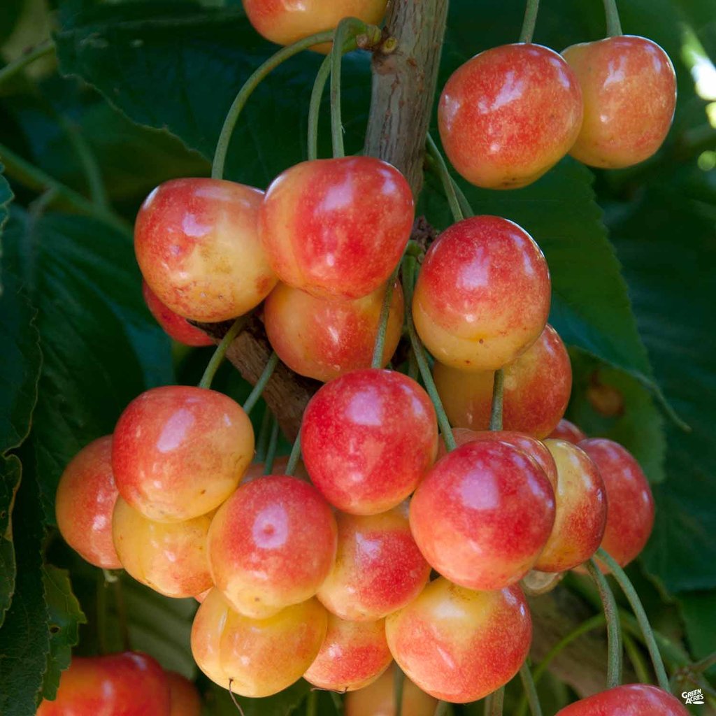 Sweet Rainier Cherry Seeds High Yield Fruit Variety
