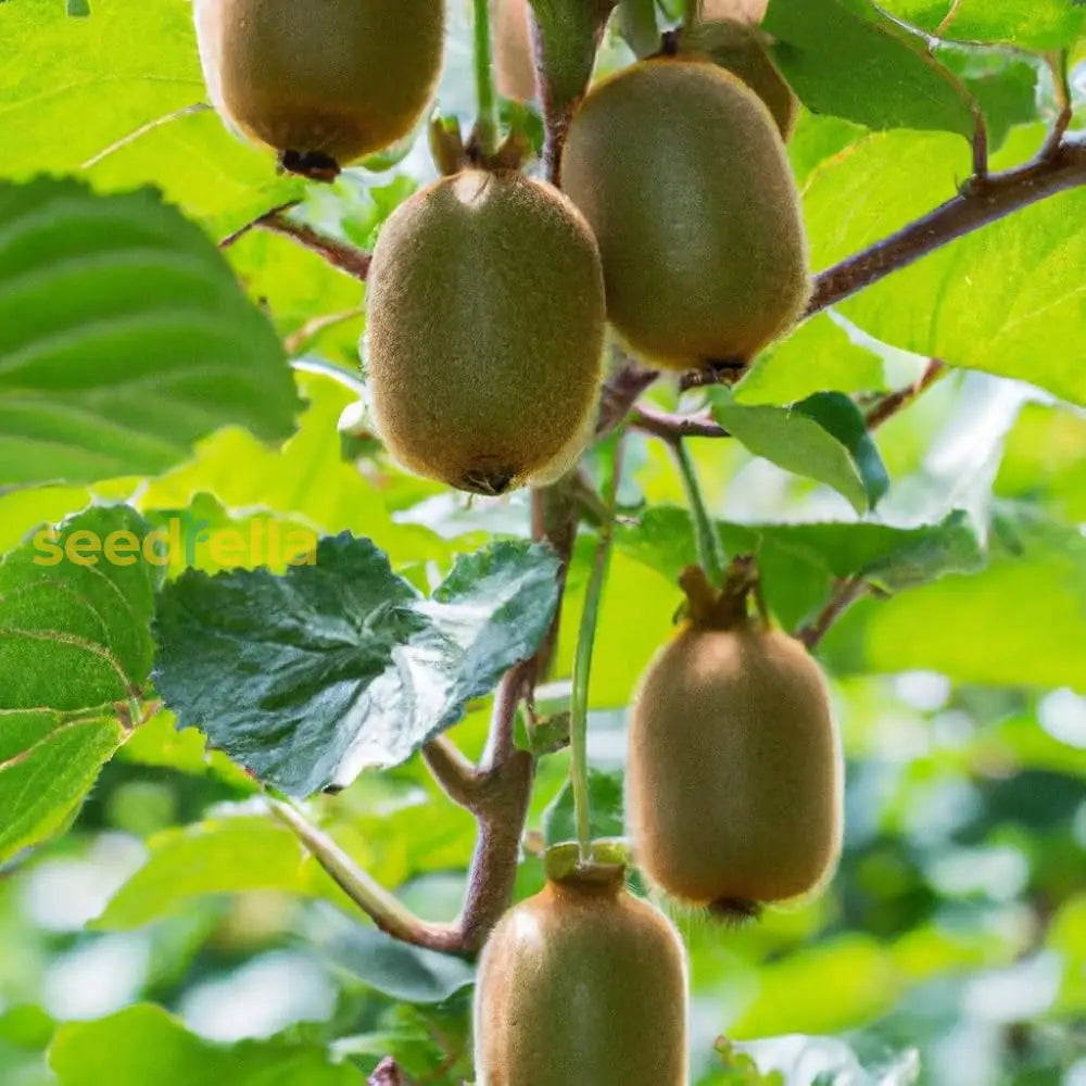 Sweet Red Heart Kiwi Seeds for Home Garden