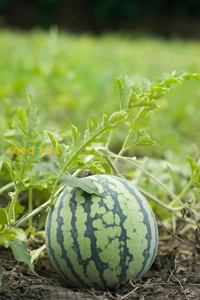 Sweet Ripe Watermelons Harvested from Garden