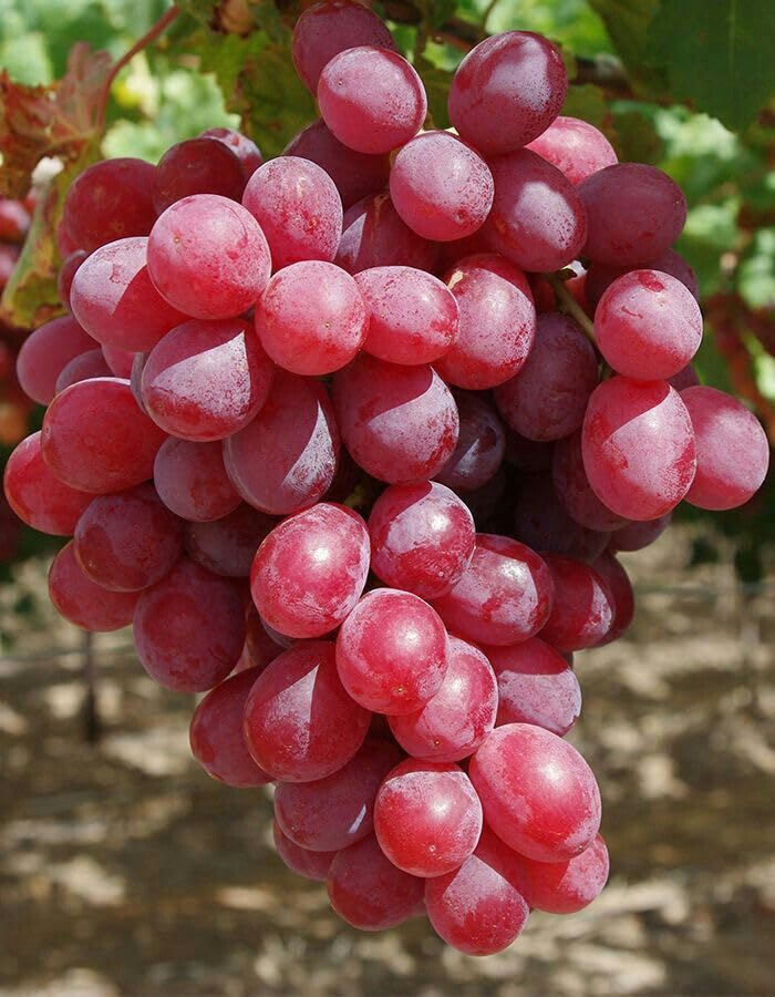 Ruby Grape Grape Seeds - Ruby Roman Variety for Easy Planting