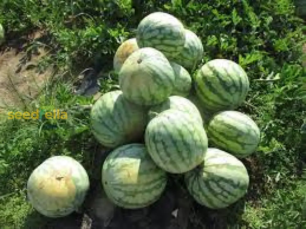 Sweet Seedless Watermelon Seeds For Planting And Delicious Treats Fruit