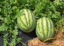 Sweet Seedless Watermelon Plants Growing in Garden, Healthy Vines with Ripe Fruit
