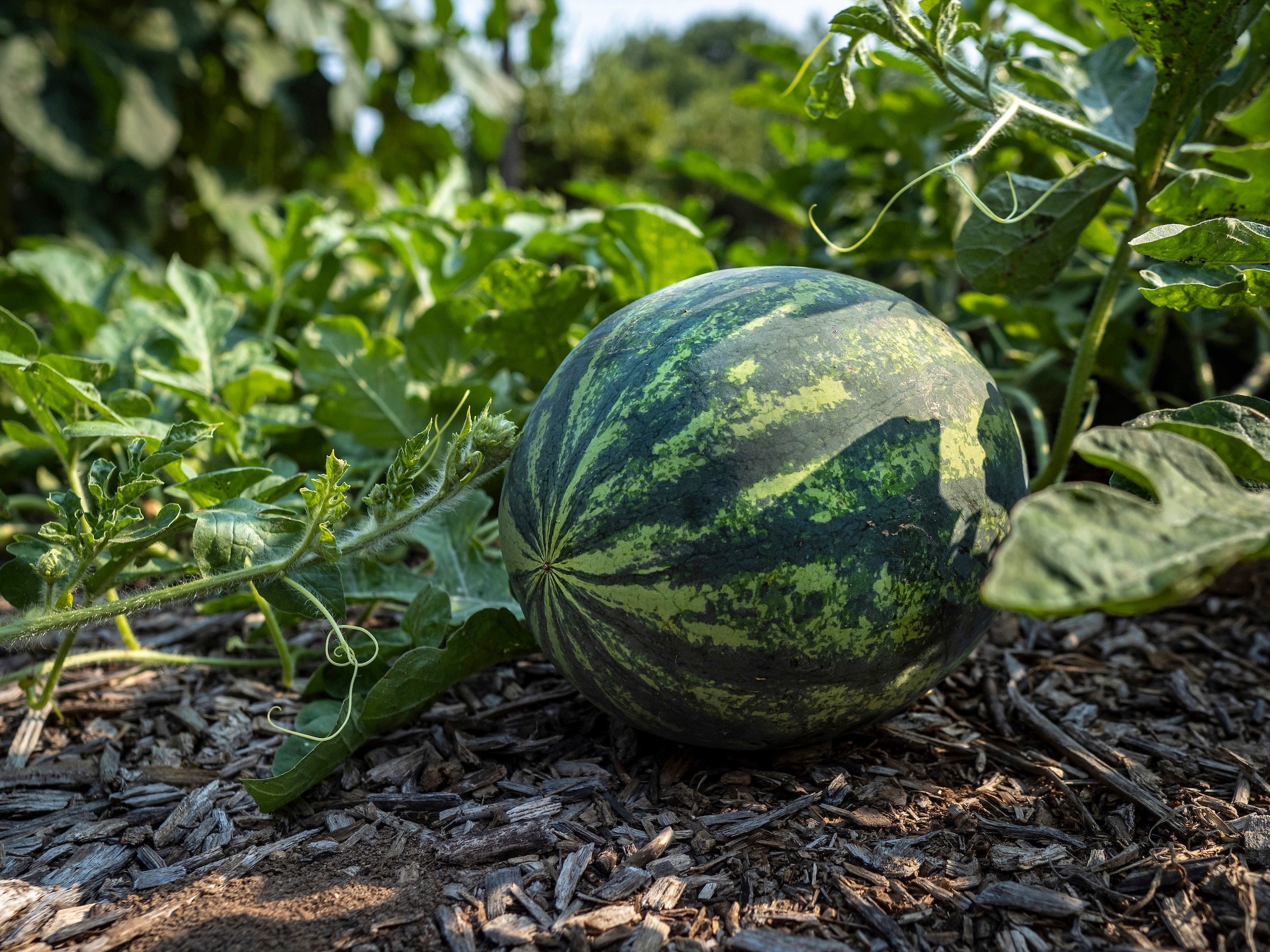 Step-by-Step Planting Instructions for Sweet Seedless Watermelon Seeds in Your Garden
