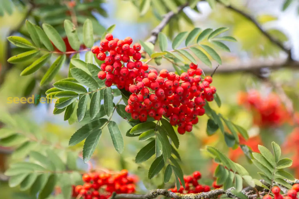 Sweet Sorbus Fruit Seeds Planting For Delicious Harvests Fruit Seeds