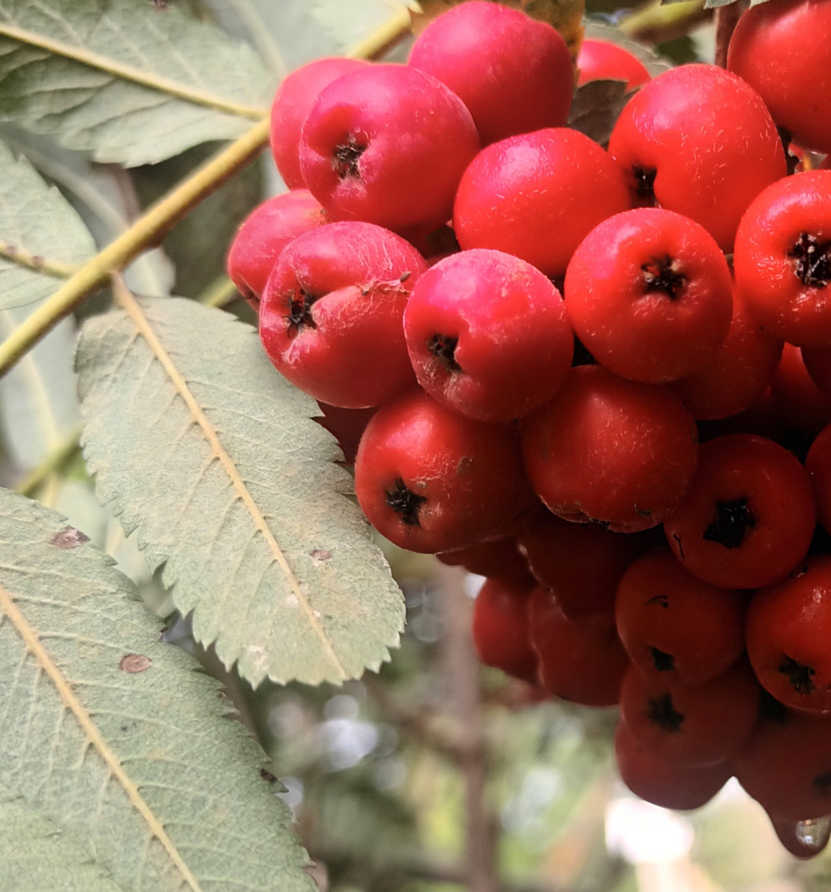 Sweet sorbus seeds for planting edible mountain ash trees