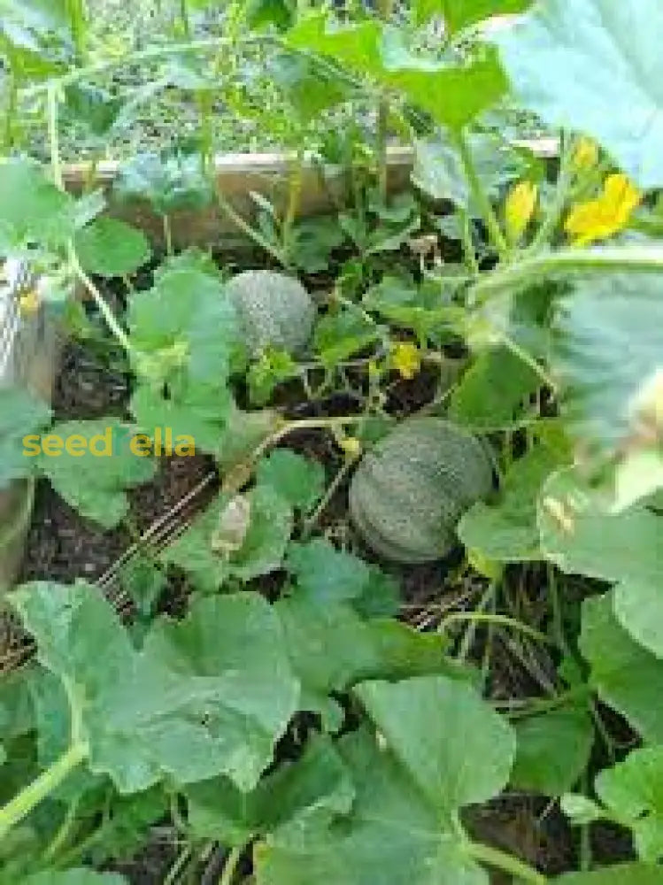 Sweet Summer Melon Seeds for Easy Planting