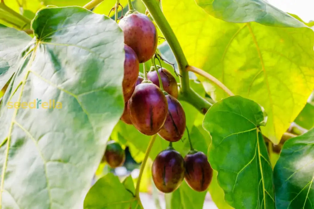 Sweet Tamarillo Fruit Seeds for Home Garden