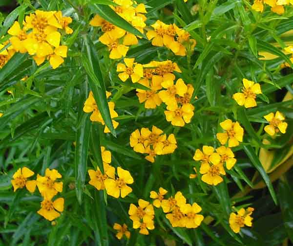 Aromatic Estragon Flower Seeds For Easy Planting