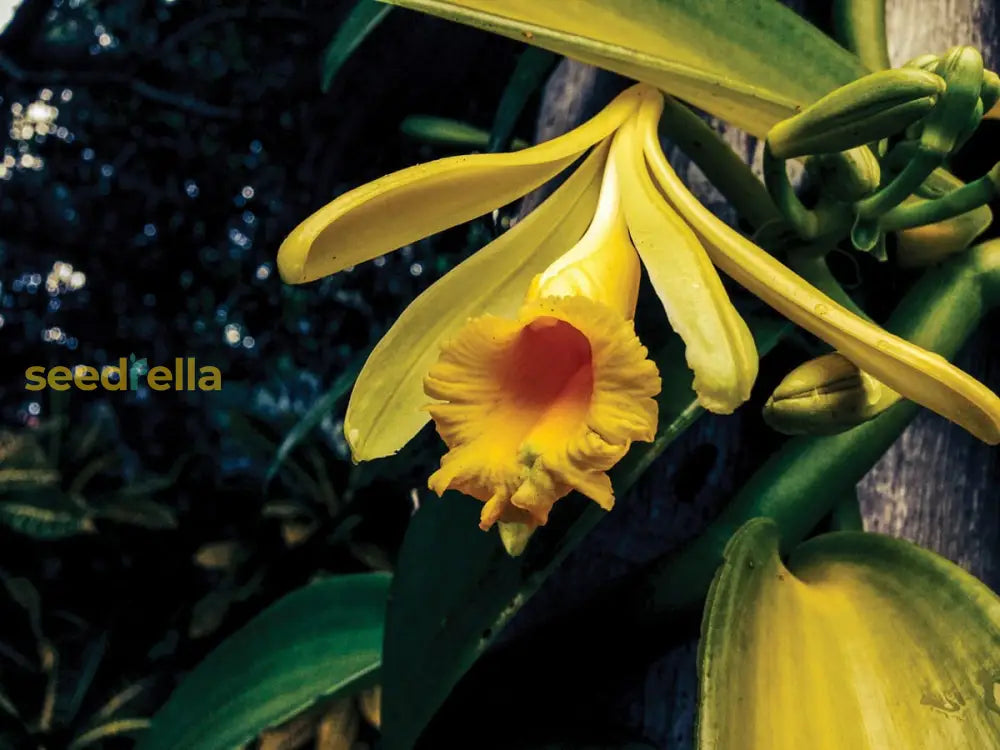 Sweet Vanilla Orchid Flower Seeds For Planting