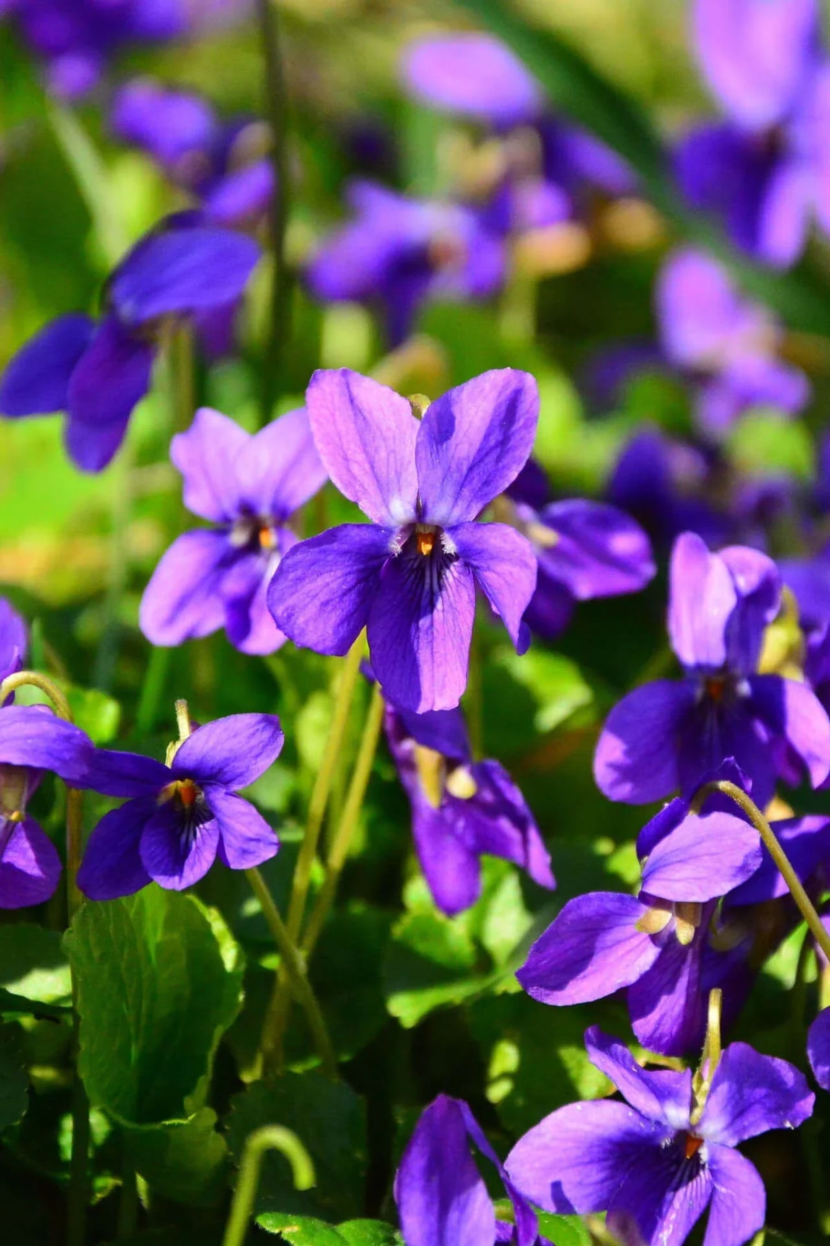 Violet Flower seeds for Planting - Premium Quality, Heirloom & GMO Free Seeds for Home Garden
 
 Sale seeds for home garden