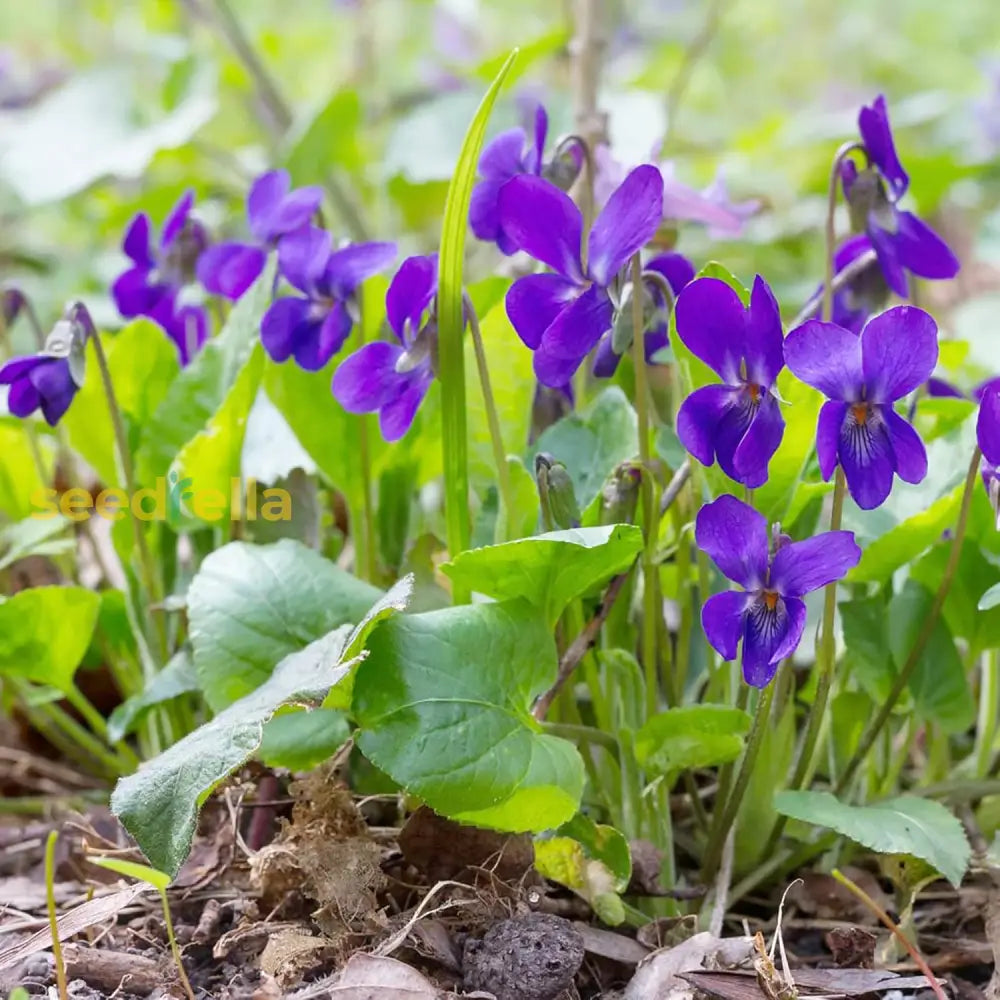 Sweet Violet Seeds Viola Odorata Perennial Fragrant Cut Flowers Deer & Rabbit Resistant Ground