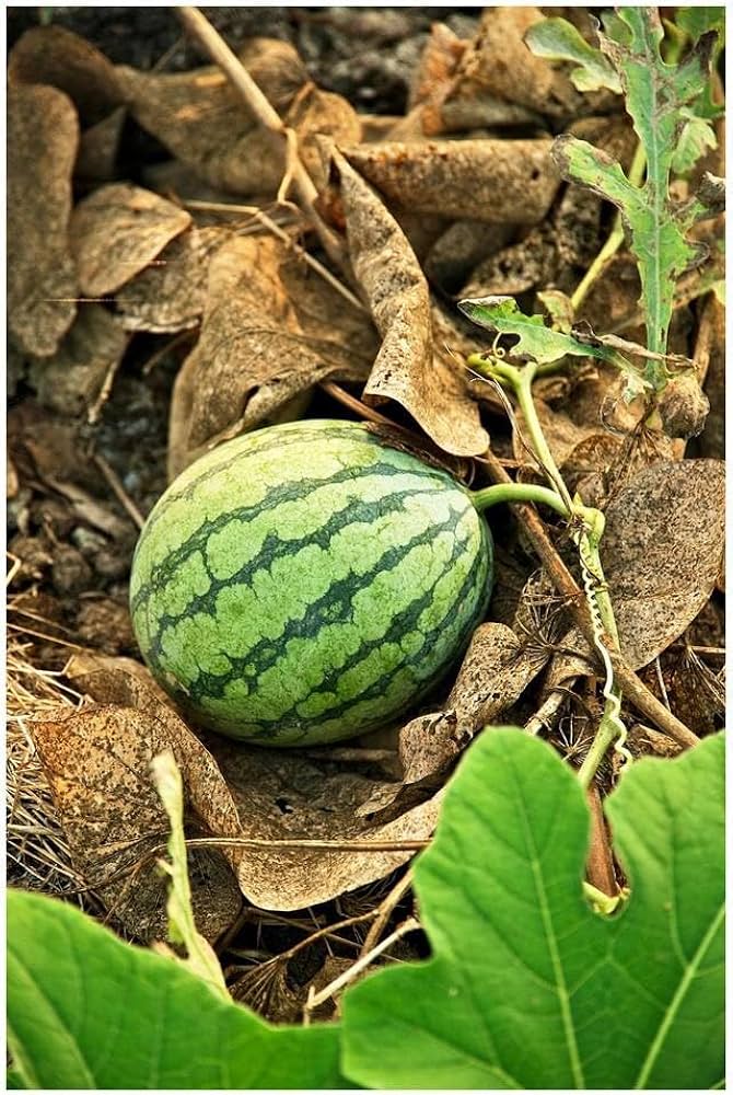 Sweet Watermelon Bonsai Seeds mini watermelon seeds for planting