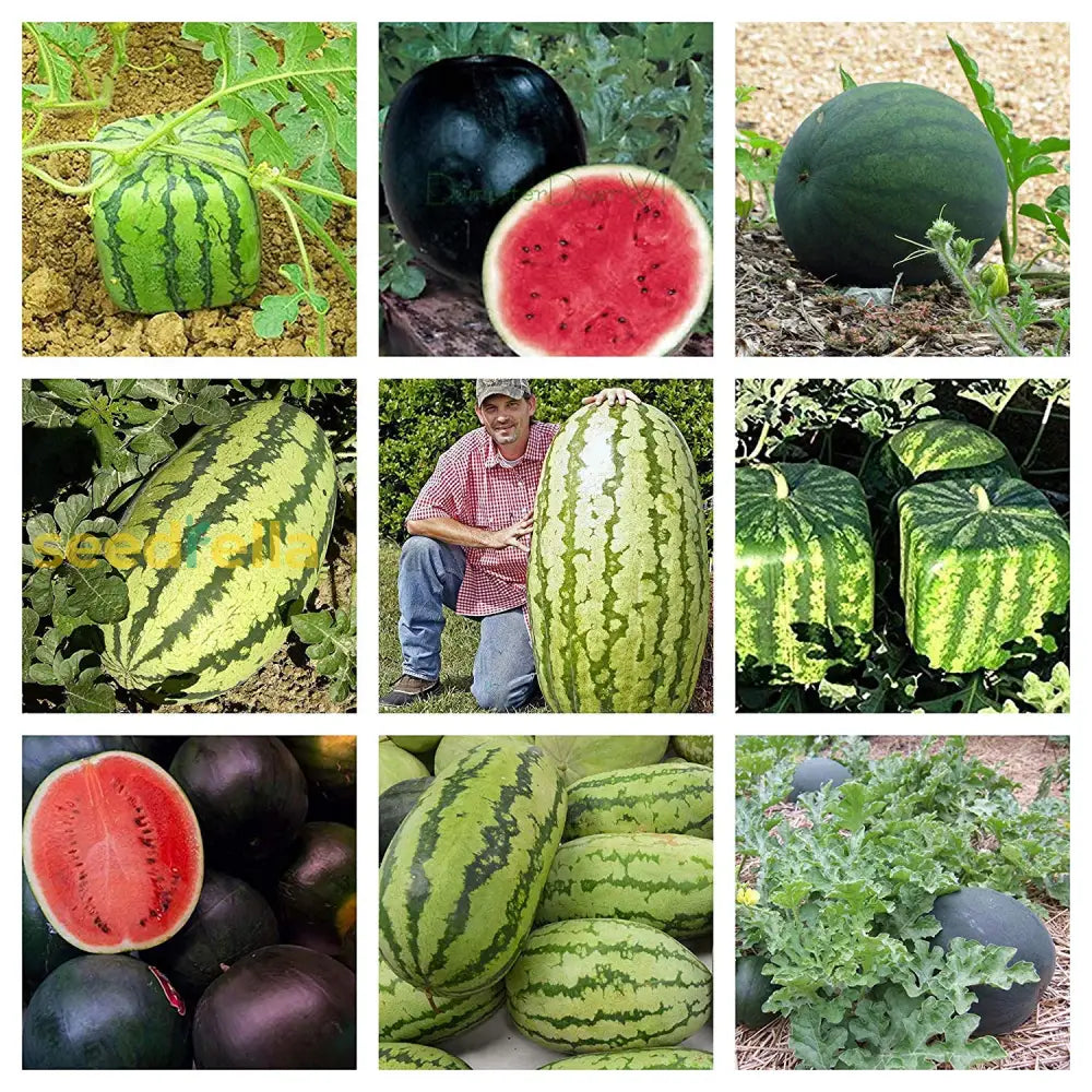 Sweet Watermelon Variety Seeds for Summer Growing