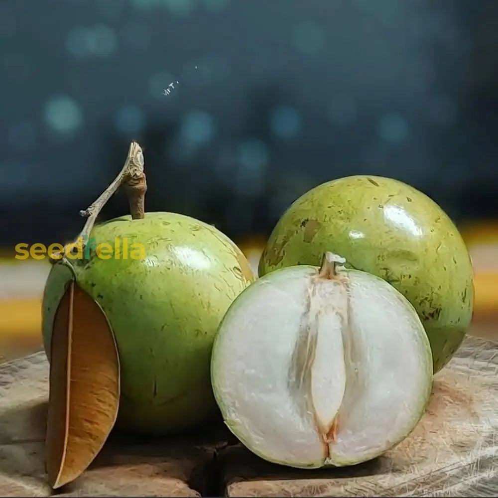 Sweet White Star Apple Seeds Easy Planting