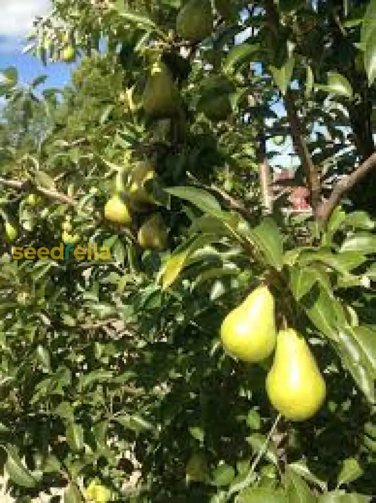 Sweet Wild Pear Fruit Seeds for Home Garden
