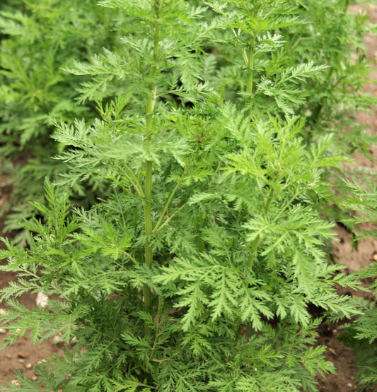 Sweet Wormwood Artemisia Annua Non-GMO Seeds for Planting