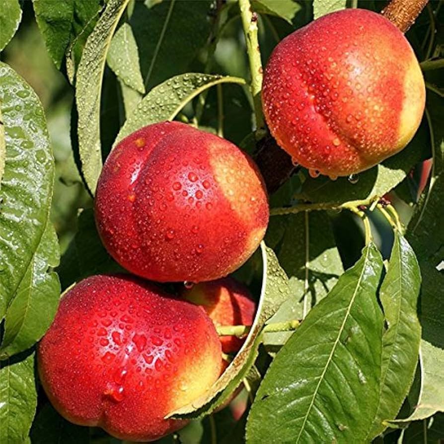 Sweet Yellow Peach bonsai seeds for planting