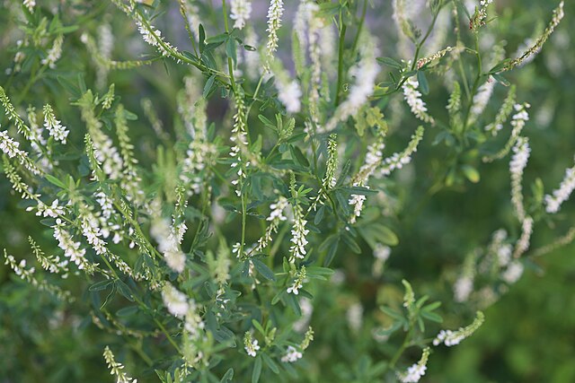 Tall White Sweet Clover plants in bloom with white flowers