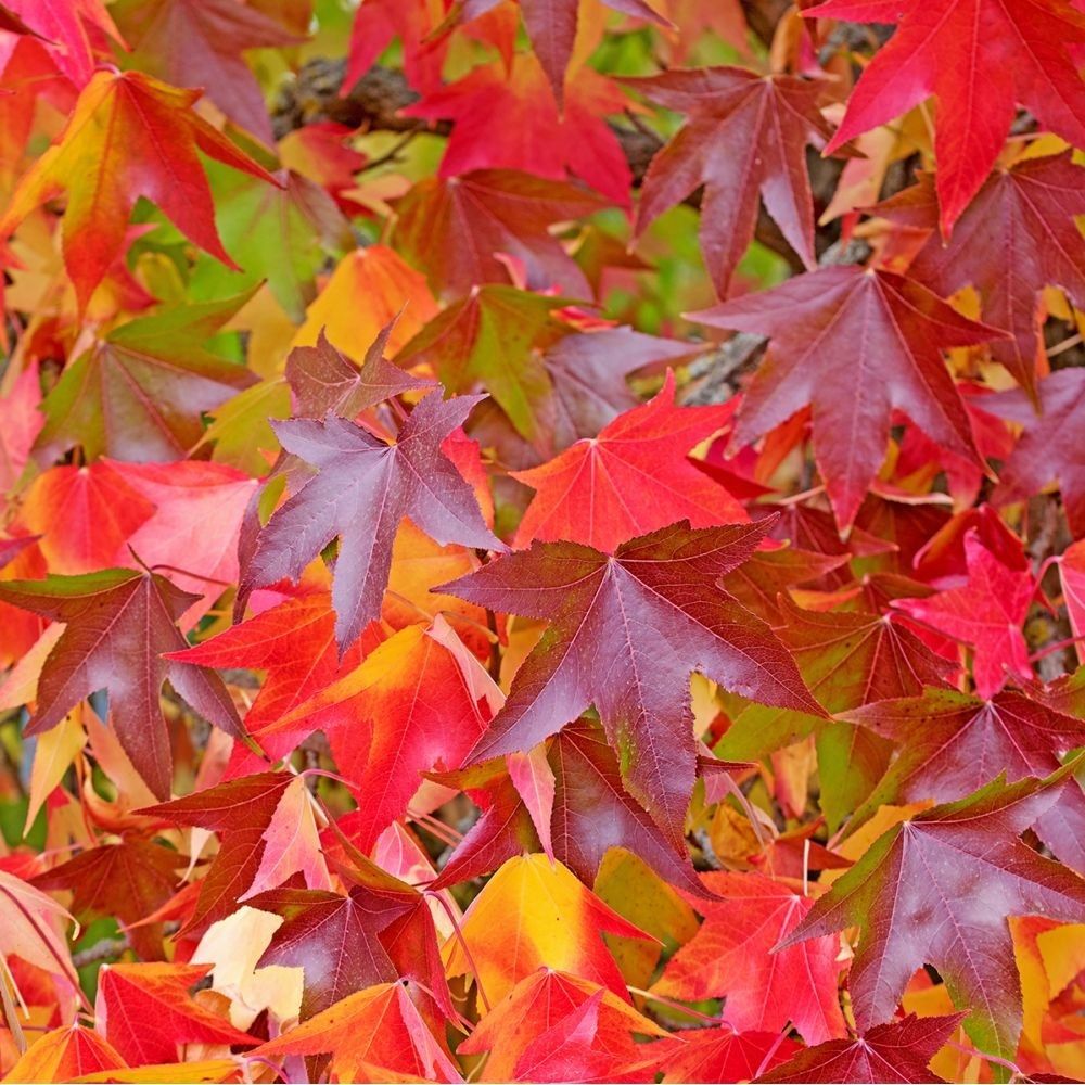 Sweetgum Trees Growing in Landscape