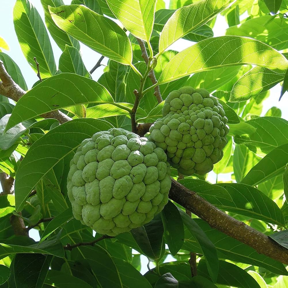 Sweetsop Seeds – Annona squamosa Non-GMO Tropical Fruit Tree