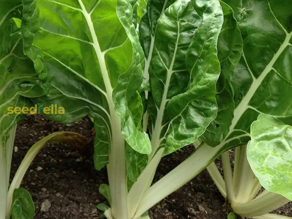 Swiss Chard leafy green seeds cool season gardening