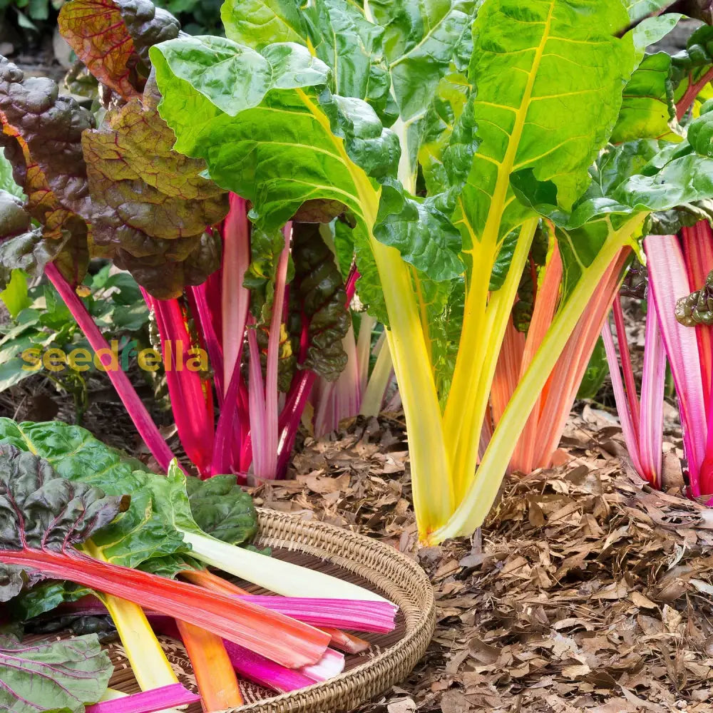 Swiss Chard Vegetable Seeds - Easy Planting Seeds