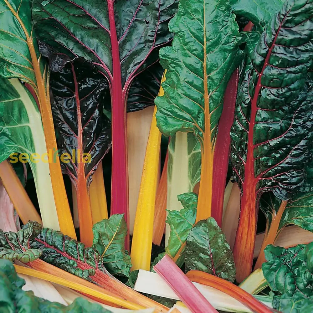 Mixed swiss plant seeds ideal for fresh garden greens