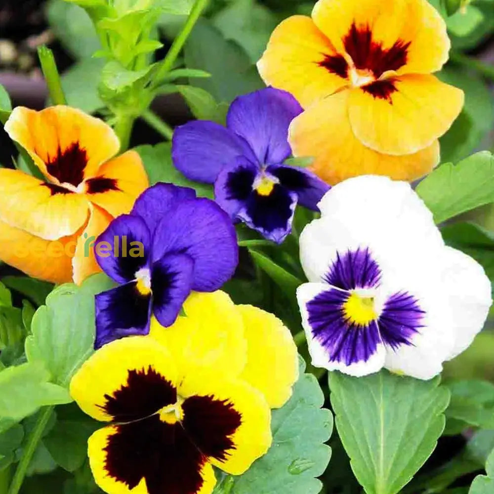 Swiss Mixed Pansy Flower Seeds Collection For Planting