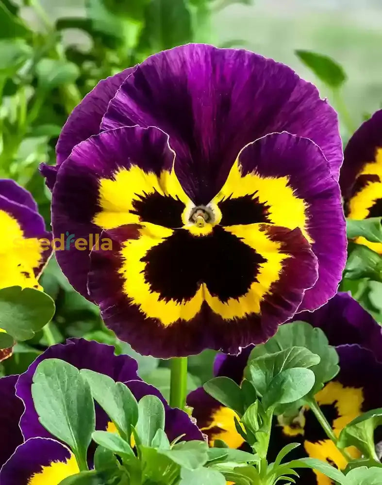 Swiss Mixed Pansy Flower Seeds Collection For Planting