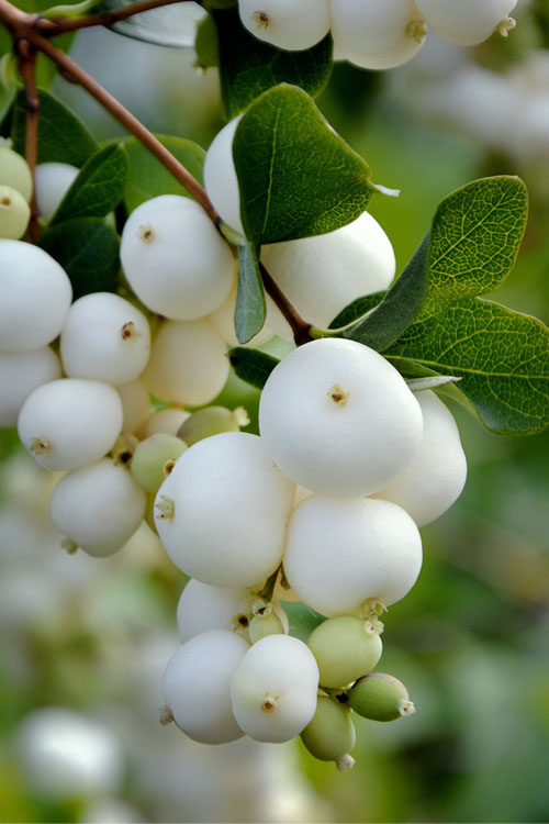 Symphoricarpos alba growing in garden landscape