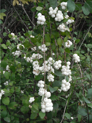Symphoricarpos mollis groundcover shrub in garden