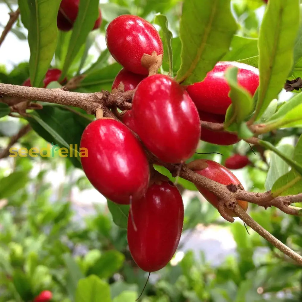 Synsepalum Dulcificum Seeds Miracle Berry Fruit Red Berries Outdoor Best Selling