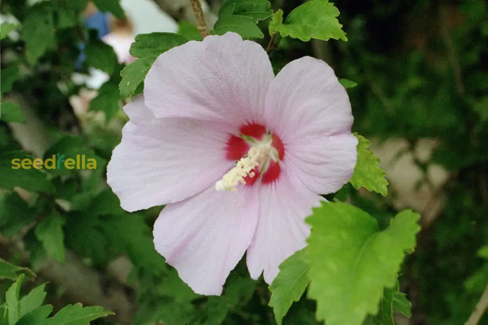 Syriacus Flower Seeds For Planting | Premium Hibiscus