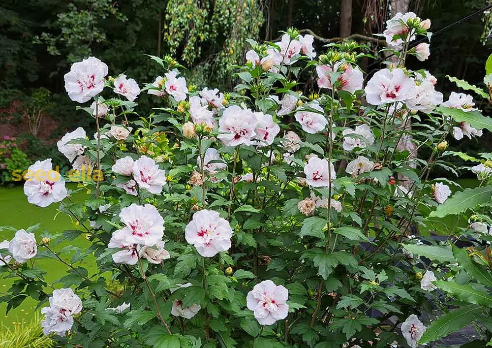 Hibiscus Syriacus flower seeds for planting vibrant blooms