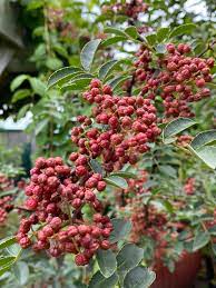 Small Yellow Flowers of the Sichuan Pepper Plant