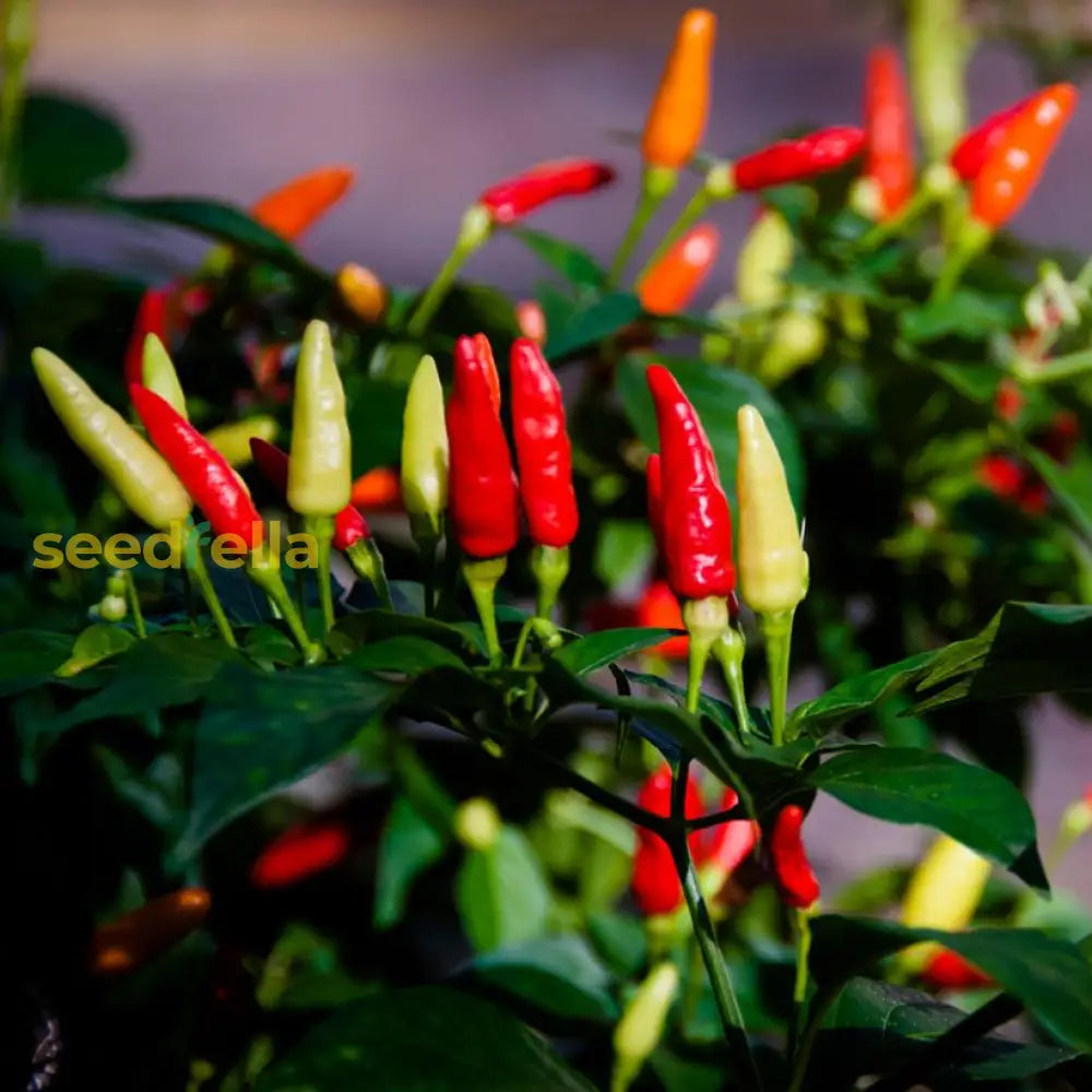 Tabasco Hot Pepper Vegetable Seeds  Perfect For Gardening & Planting Seeds