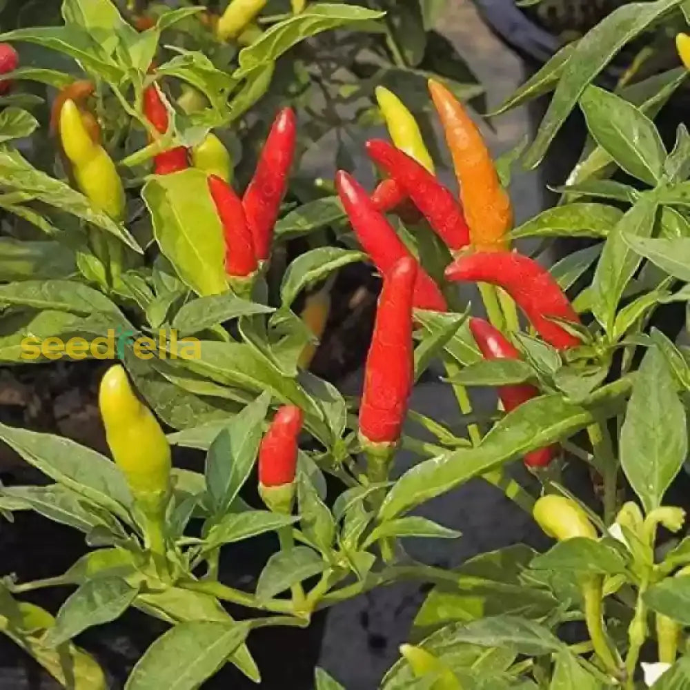 Tabasco Pepper plants in garden bed