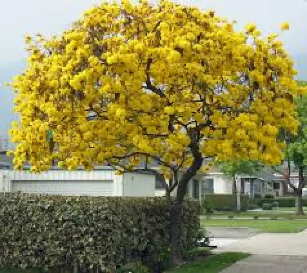 Tabebuia Chrysotricha Planting Tree Seeds