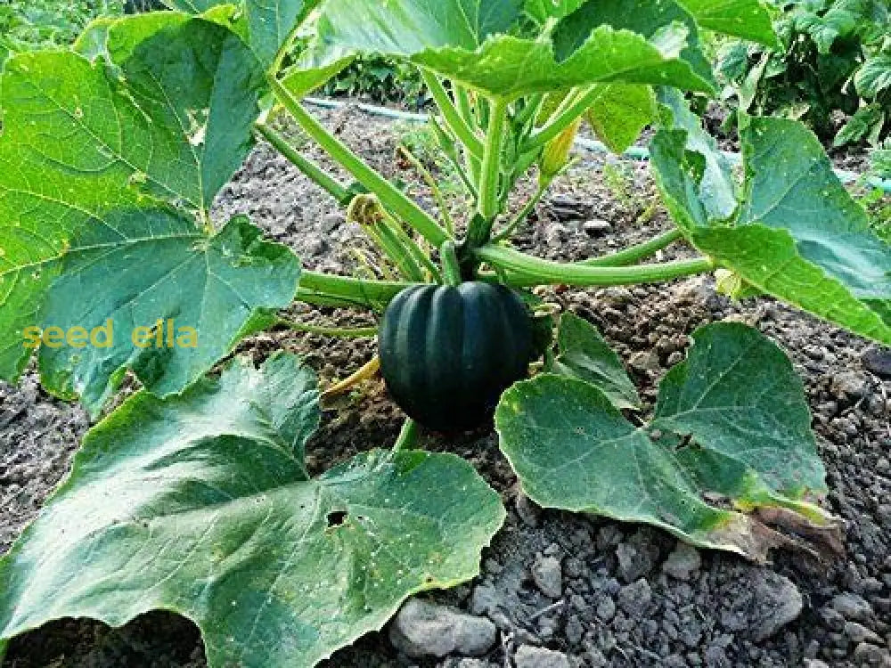 Table King Bush Acorn Squash Planting  Seed For Robust Growth And Delicious Harvest In Your