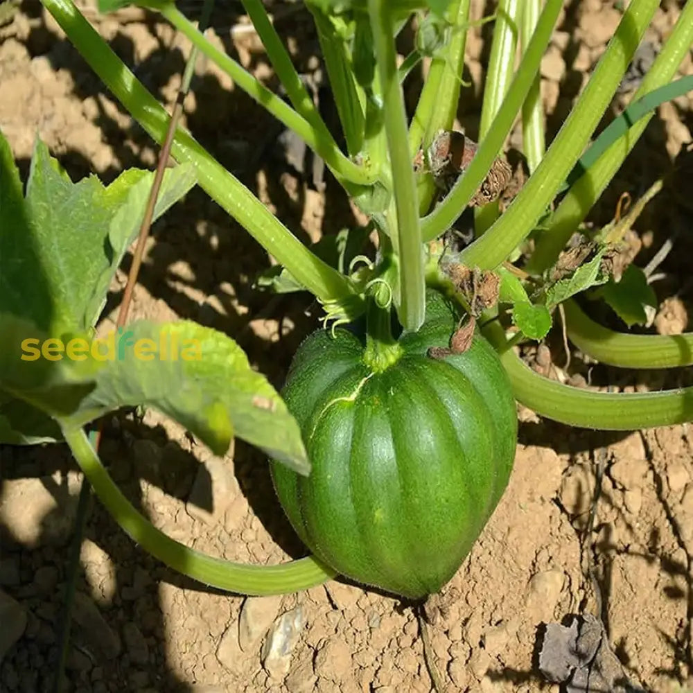 Table King Bush Acorn Squash Planting  Seed For Robust Growth And Delicious Harvest In Your