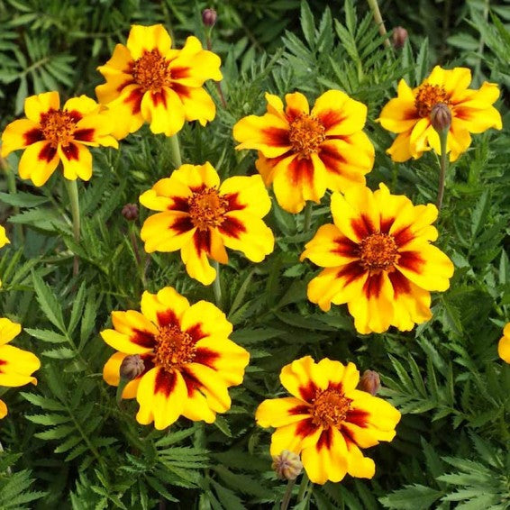 Tagetes patula vibrant French Marigold growing in full sun