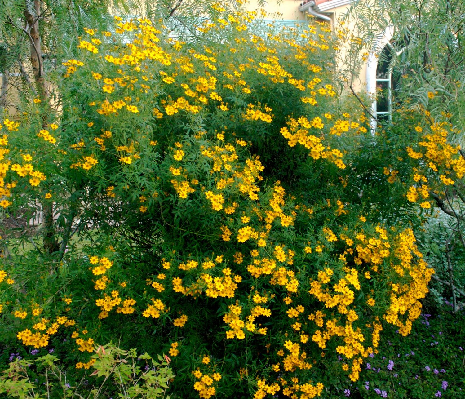 Yellow Tagetes Lemmonii Seeds For Easy Planting