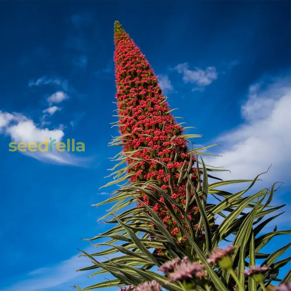 Tajinaste Gigante Plant Seeds For Planting  Seed Stunning Floral Displays And Vibrant Garden