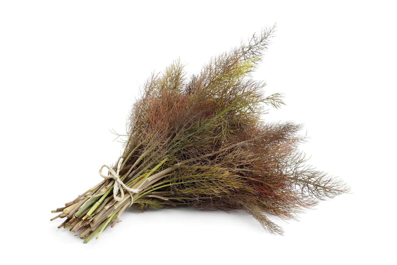 Tall Bronze Fennel plant with golden umbels