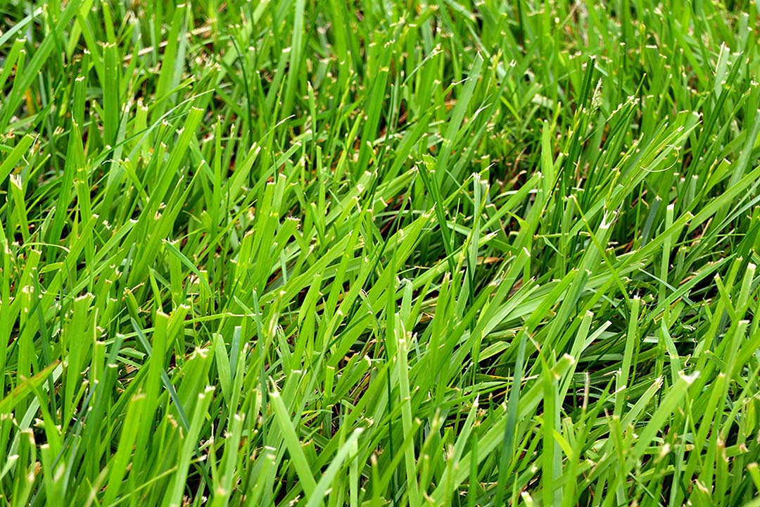 Clumping Fescue Flower seeds for Planting Easy to Grow Heirloom & GMO Free Seeds for Home Garden 
 
 Sale for planting in home garden