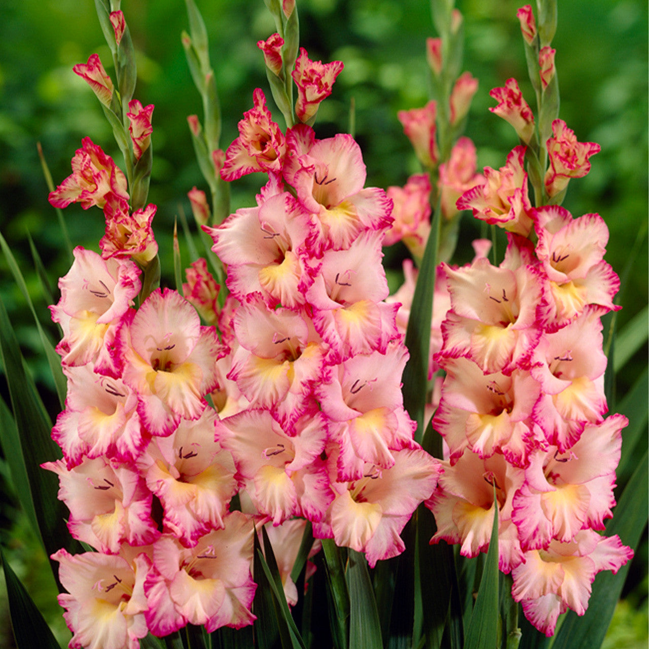 Tall Gladiolus Flower Spike