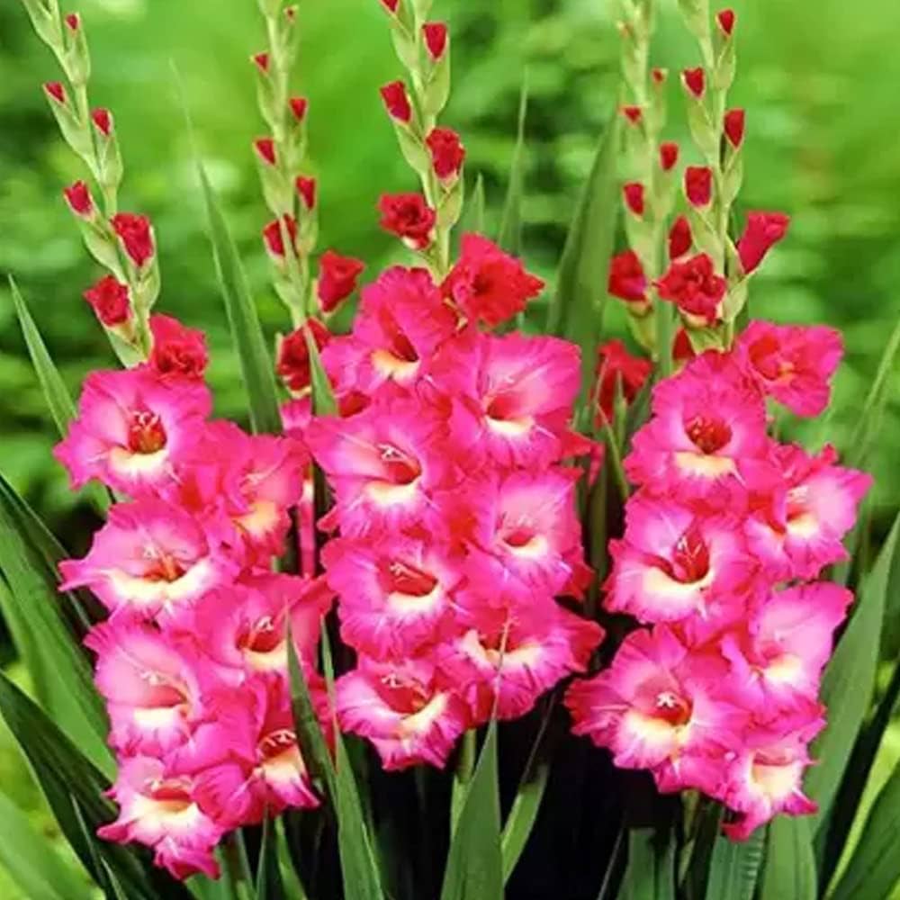 Tall Dark Pink Gladiolus Flowers in Garden Display