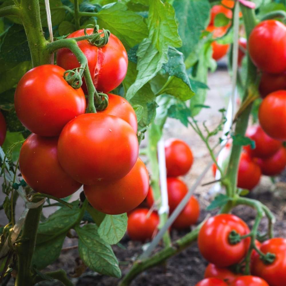 Tall growing Tomato Tree seeds for home gardening
